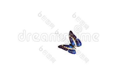 一只美丽的蝴蝶飞翔的动画。